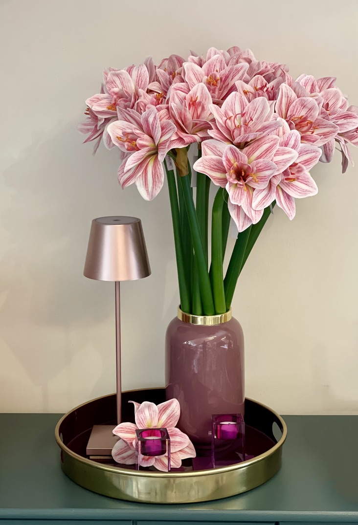 amaryllis weiss pink
