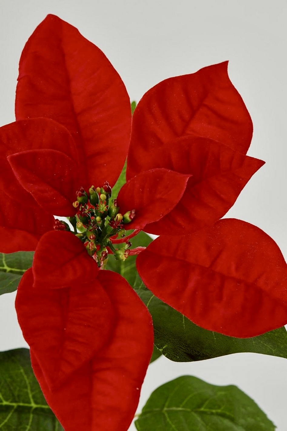 Weihnachtsstern Strauß 3 Weihnachtsstern Strauß – Bild 2