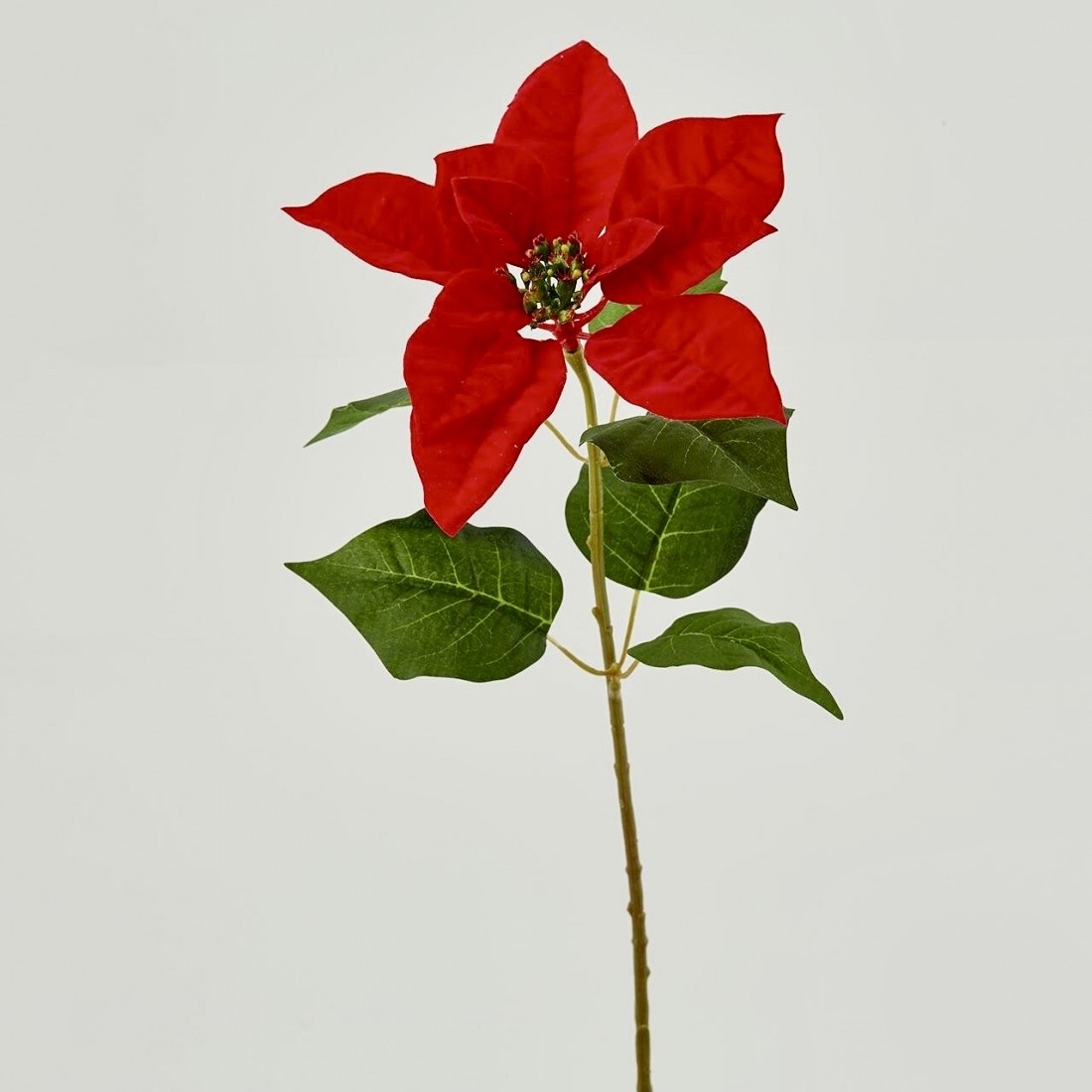 christmas star real branch h50 6fg b7