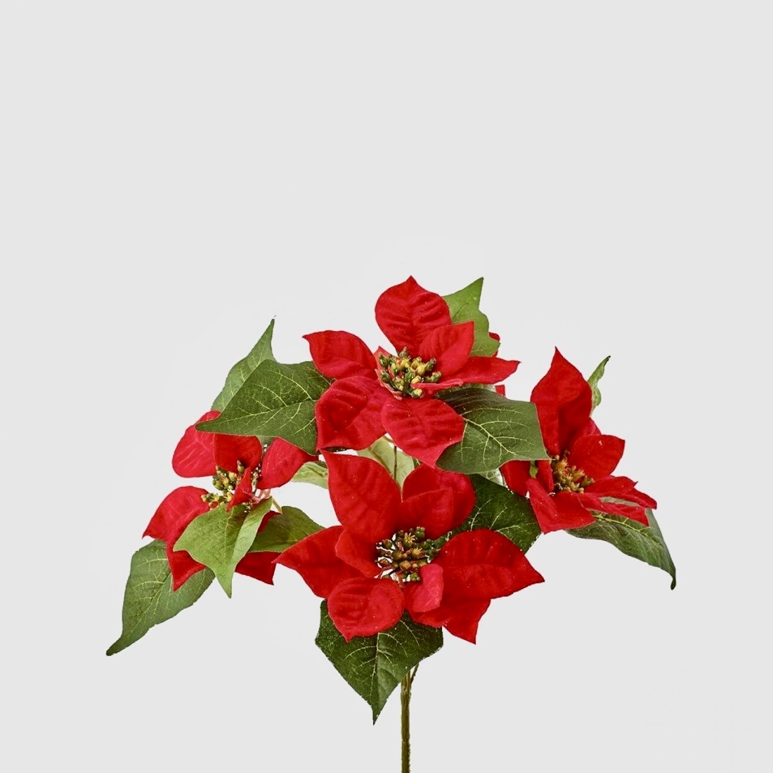 christmas star real cespx5 h30 b6