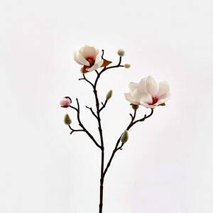 Magnolie