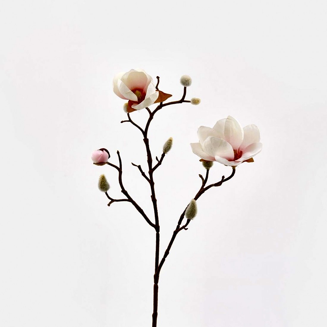 magnolia stellbranch h53 c1