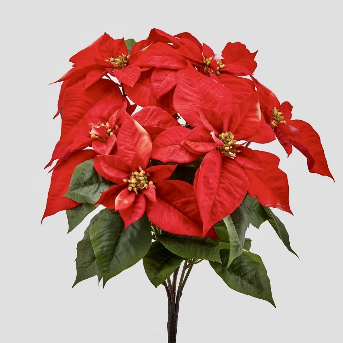 stella natale bell cespx5 h51 c1