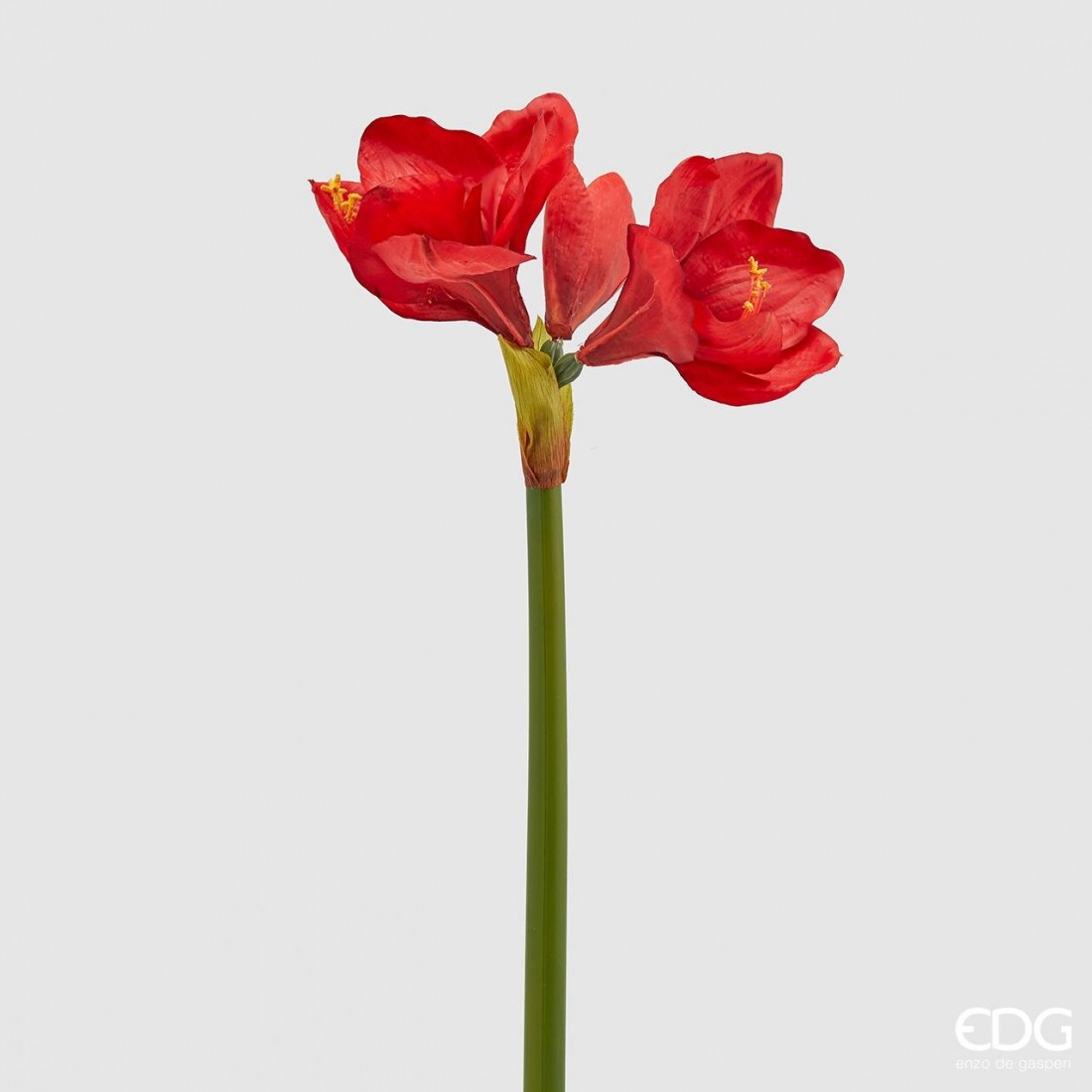 amaryllis h66 b8