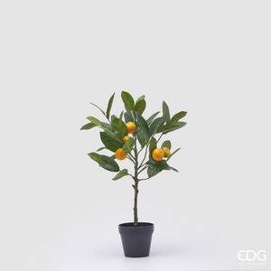 Orangen Baum