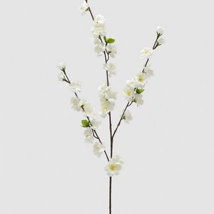Pfirsich Blüte