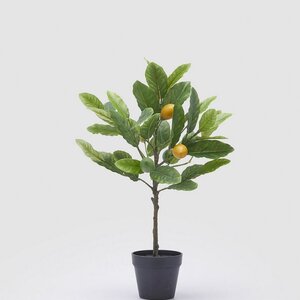 Zitronen Baum