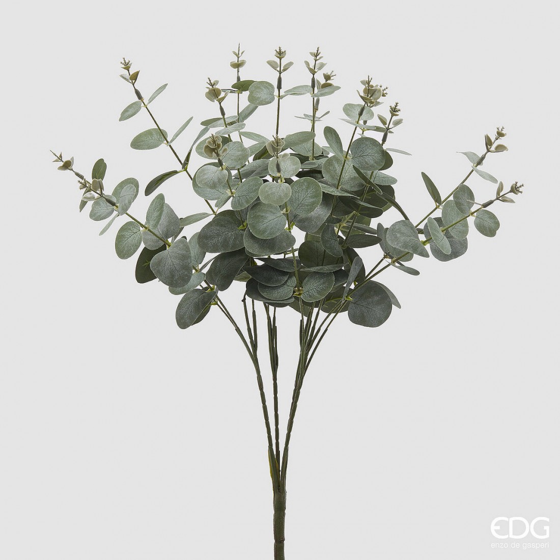 eucalyptus strauch